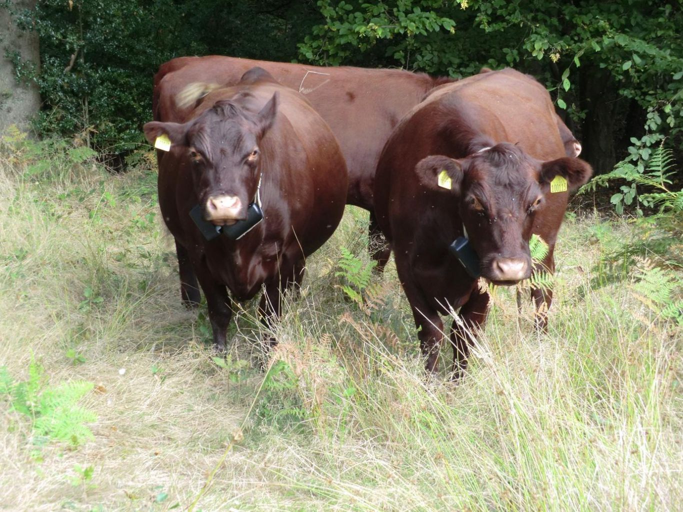 Red Polls grazing at Epping